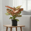 Aglonema sp Lady Valentine Plants