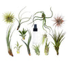 Air Plant Tillandsia Sp Indoor Plant