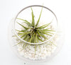Air Plants Tillandsia Assorted Terrarium Plant
