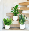 Large Air Purifying Plants Bundle White Ceramic Pot
