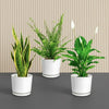 Air Purifying Plants Bundle in White Ceramics Pot