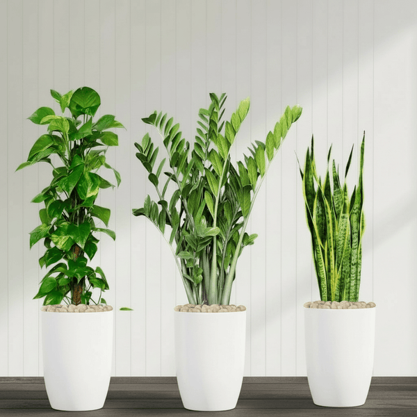 money plant air purifying Air Purifying Plants Premium Bundle in Ceramic Pot