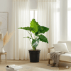 Alocasia California Elephant Ear Plant (80-100cm)