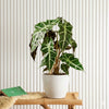 Alocasia Polly Indoor Plant