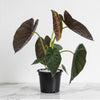 Alocasia Wentii Hardy Elephant Ear Plant (30-40cm)