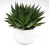 Lace Aloe Aristata Succulent Plant