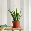 Aloe Vera Indoor Best Selling Plant (25-30cm)