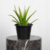 Aloe Vera Medicinal Sabila Plant
