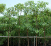 Alstonia Scholaris White Cheesewood Plant (3.0–3.5m)