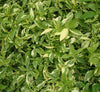 Alternanthera Ficoidea Gold Plant