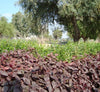 Alternanthera Purple Knight Plant