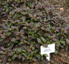 Alternanthera Red Sessile Joyweed Plant