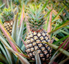 Pineapple Plant (0.4–0.6m)