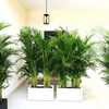 Areca Palm 1.2-1.5m Outdoor in Fiber Glass Pot (GRP) (70x30x30)