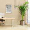 Areca Palm Holland | Dubai Top Plants!