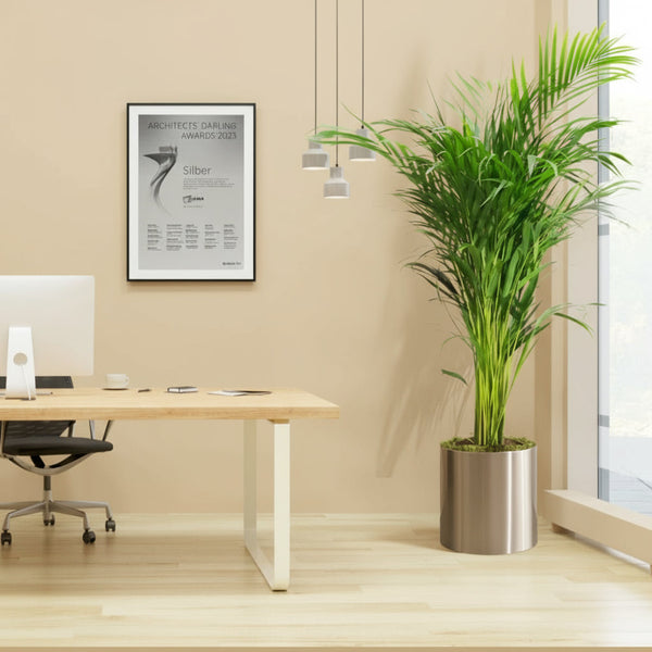 areca palm dubai Areca Palm Holland