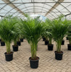 Areca Palm - Chrysalidocarpus lutescens | Dubai's Favorite Palm!