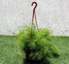 Asparagus Hanging | Dubai's Decorative Plant Arrangement!
