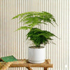 Asparagus Setaceus Indoor Plant (25-35cm)