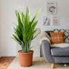 Aspiradas Aspidistras Cast Iron Indoor Plant (0.8-1.0m)