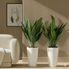 ASPIRADAS Bundle of 2 Plants in Ceramic pots (1m to 1.2m)