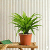 Asplenium Nidus Bird Nest Fern Plant (50-60cm)