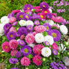 Aster Seasonal Mix Flowering Plant in (2ltr Pot) | Dubai Gardens Glory!