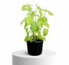 Green Chinese Violet Plant (10–15cm)
