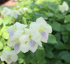 Green Chinese Violet Hanging Plant