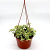 Hanging Chinese Violet Asystasia Gangetica