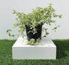 Variegated Chinese Violet Plant 6L Pot
