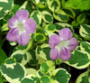 Chinese Violet Asystasia Gangetica Variegata (10-15cm)
