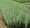 Salt Bush Atriplex Halimus Plant