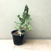 Apple Cactus Austrocylindropuntia Subulata Plant