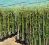 Bambus Green Tropical Bamboo (1.5-1.8m)