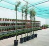 Bambus Green Tropical Bamboo Plant (2.5-3.0m)