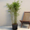 Dwarf Chinese Bamboo Bambusa Multiplex Plant