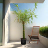 Buddhas Belly Bamboo Tranquil Garden Plant