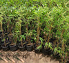 Bambusa Vulgaris Common Bamboo Plant