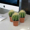 Barrel Cacti Ball Cactus Plants
