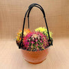 Hanging Ball Cactus Trio Plant