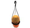 Coloured Hanging Barrel Cactus Plant
