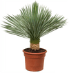 Rostrata Yucca Blue Beauty Plant