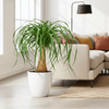 Beaucarnea Recurvata Elephant Foot Ponytail Palm (50-60cm)