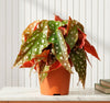 Polka Dot Begonia indoor Plant (20 - 30cm)