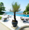 Big Olive or Olea europea Plant (1.5-2m) with Pot (56-73cm)