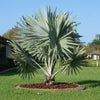 Bismarck Palm Bismarckia Nobilis plant