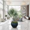 Bismark Palm - Bismarckia Nobilis 'Fancy Fiber Pot' (1.8-2.0m) | UAE's Best Tropical Palm!