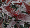 Black Varnish Tricolor Mini Leaf Plant