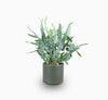 Blue Star Fern Phlebodium aureum Plant